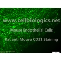 C57BL/6-GFP Mouse Primary Carotid Artery Endothelial Cells